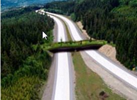 wildlife crossing